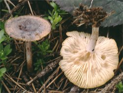 Rhizocybe pruinosa (lejkówka oszroniona)