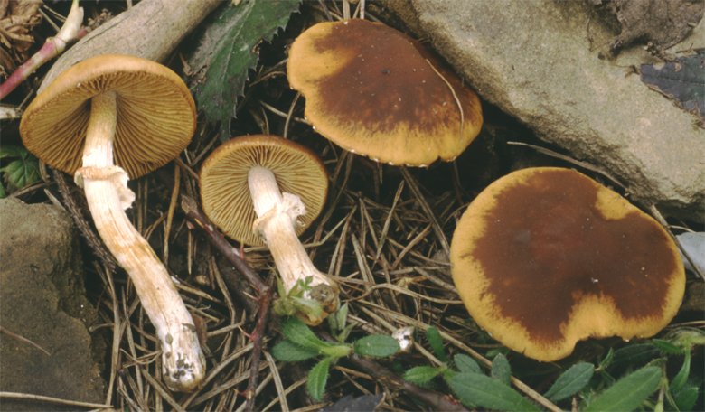 Conocybe aporos (stożkówka wiosenna)