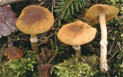 Conocybe aporos (stożkówka wiosenna)