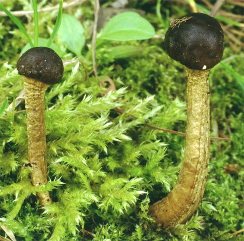 Cordyceps canadensis