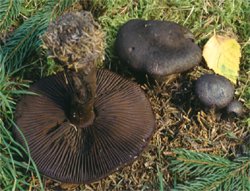 Cortinarius hercynicus