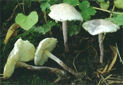 Cystolepiota bucknallii (czubniczka cuchnąca)