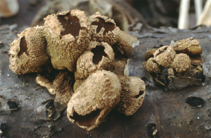 Encoelia furfuracea (orzechówka mączysta)