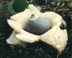 Geastrum quadrifidum (gwiazdosz czteropromienny)