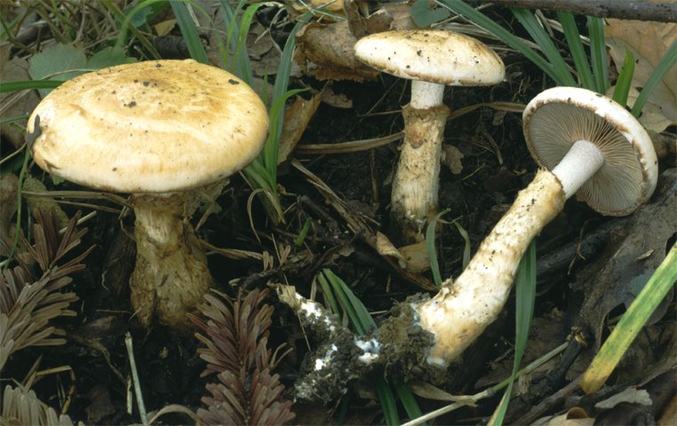 Hebeloma radicosum (włośnianka korzeniasta)