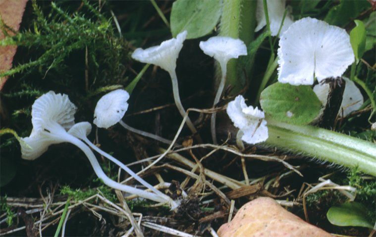 Hemimycena candida (białogrzybówka żywokostowa)