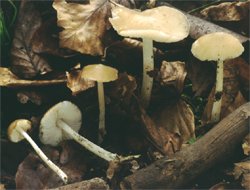 Hydropodia subalpina (mokronóżka bukowa)