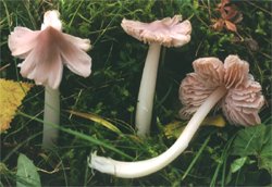 Hygrocybe calyptraeformis