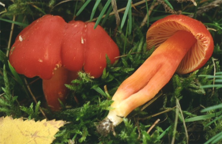 Hygrocybe punicea (wilgotnica karminowa)