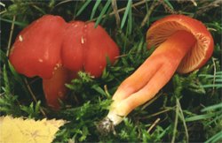 Hygrocybe punicea (wilgotnica karminowa)