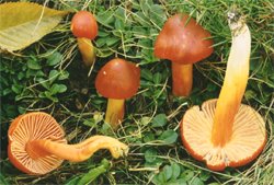 Hygrocybe punicea (wilgotnica karminowa)