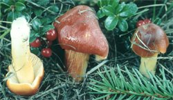 Leccinum niveum (koźlarz białawy)