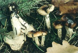 Hygrophorus discoideus (wodnicha tarczowata)