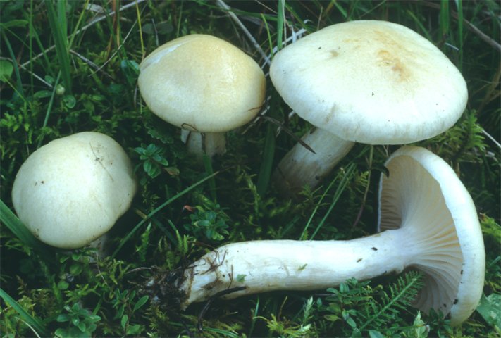 Hygrophorus ligatus (wodnicha grubopierścieniowa)