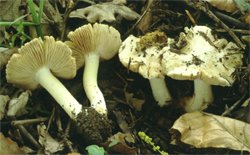 Inocybe pyriodora (strzępiak gruszkowonny)