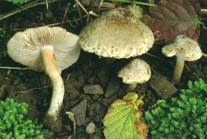 Inocybe haemacta