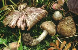 Inocybe haemacta