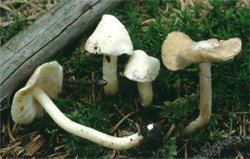 Inocybe umbratica (strzępiak białawy)