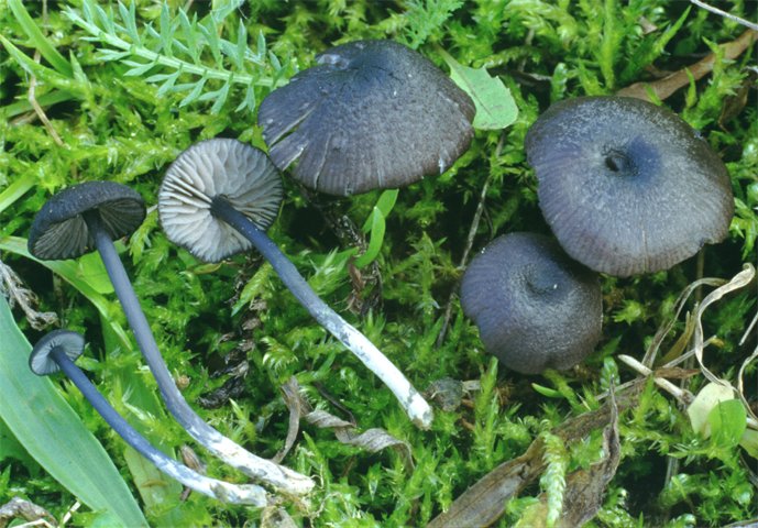 Entoloma serrulatum (dzwonkówka czarniawa)