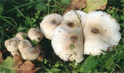 Leucoagaricus americanus