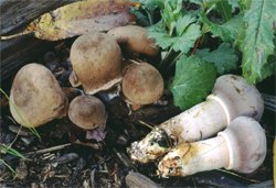 Leucoagaricus americanus