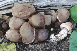 Leucoagaricus americanus