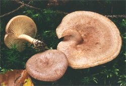 Lactarius glyciosmus (mleczaj kokosowy)