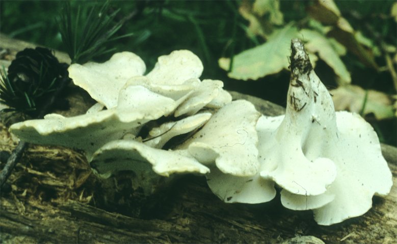 Geastrum quadrifidum (gwiazdosz czteropromienny)