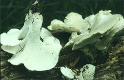 Geastrum quadrifidum (gwiazdosz czteropromienny)