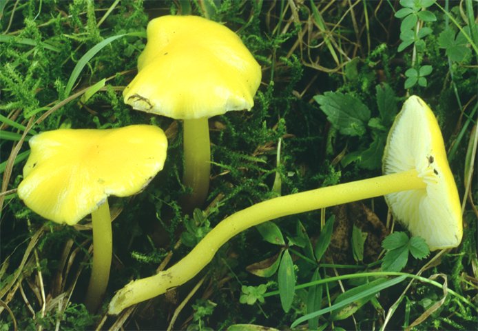 Hygrocybe chlorophana (wilgotnica żółknąca)