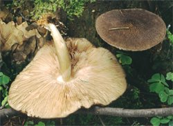 Pluteus atromarginatus (drobnołuszczak czarnoostrzowy)