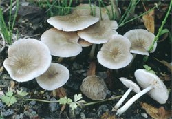 Pluteus plautus (drobnołuszczak gruczołowaty)