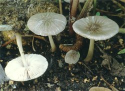 Pluteus plautus (drobnołuszczak gruczołowaty)