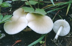 Pluteus plautus (drobnołuszczak gruczołowaty)