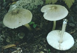 Pluteus plautus (drobnołuszczak gruczołowaty)