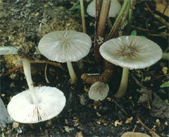 Pluteus plautus (drobnołuszczak gruczołowaty)