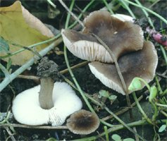 Pluteus podospileus (drobnołuszczak fioletowoczarniawy)