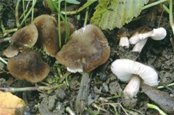 Pluteus podospileus (drobnołuszczak fioletowoczarniawy)