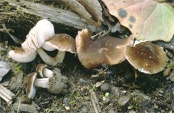 Pluteus podospileus (drobnołuszczak fioletowoczarniawy)