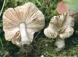 Pluteus ephebeus (drobnołuszczak brązowoczarny)