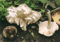 Pluteus ephebeus (drobnołuszczak brązowoczarny)