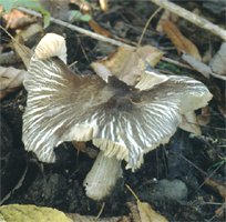 Pluteus ephebeus (drobnołuszczak brązowoczarny)