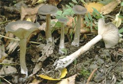 Pseudoclitocybe cyathiformis (lejkownik kubkowatokapeluszowy)