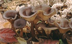 Pseudoclitocybe cyathiformis (lejkownik kubkowatokapeluszowy)