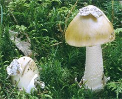 Amanita ceciliae (muchomor złotawy)