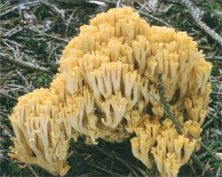 Ramaria largentii