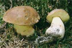 Butyriboletus subappendiculatus (masłoborowik górski)