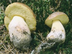 Butyriboletus subappendiculatus (masłoborowik górski)