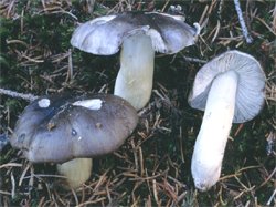 Tricholoma portentosum (gąska niekształtna)