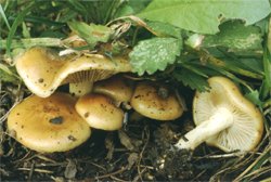 Pholiota carbonaria (łuskwiak wypaleniskowy)